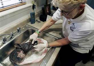 Picture 3 of Is the monster in Texas really Chupacabra?
