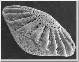 Picture 1 of Is the mystery of the Antarctic ice sheets answered?