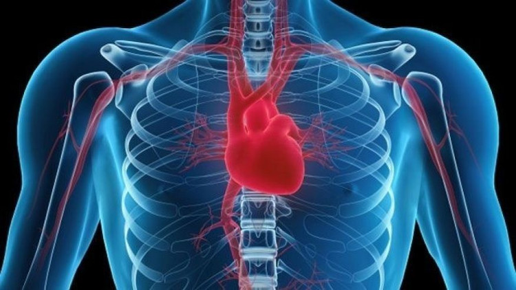 Picture 4 of Is there any disease in the world called 'Heart cancer'?