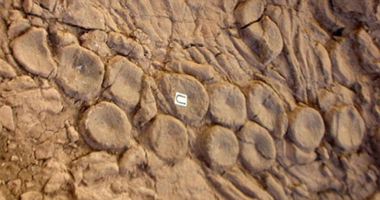 Picture 2 of Is there evidence that sea monsters really exist?