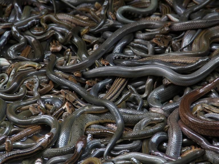 Picture 4 of Island solid Brazil - the most horrifying place in the world