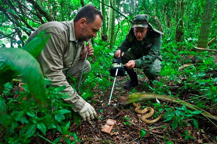 Picture 5 of Island solid Brazil - the most horrifying place in the world