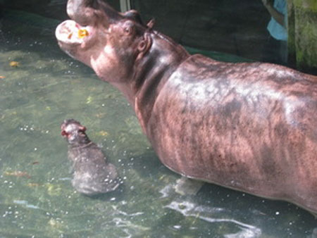 Picture 1 of Israeli Hippo has just spawned in Dai Nam Tourist Area