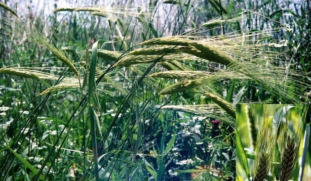 Picture 7 of Israel's advanced irrigation method has turned arid desert into a place to grow vegetables and fish