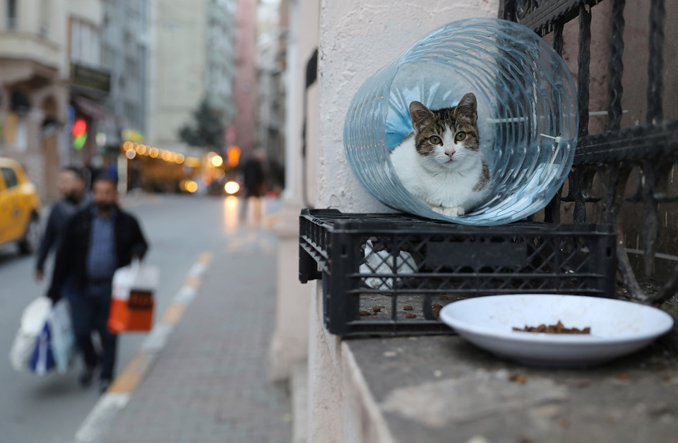 Picture 1 of Istanbul: The city of cats divided the banks of Europe - Asia