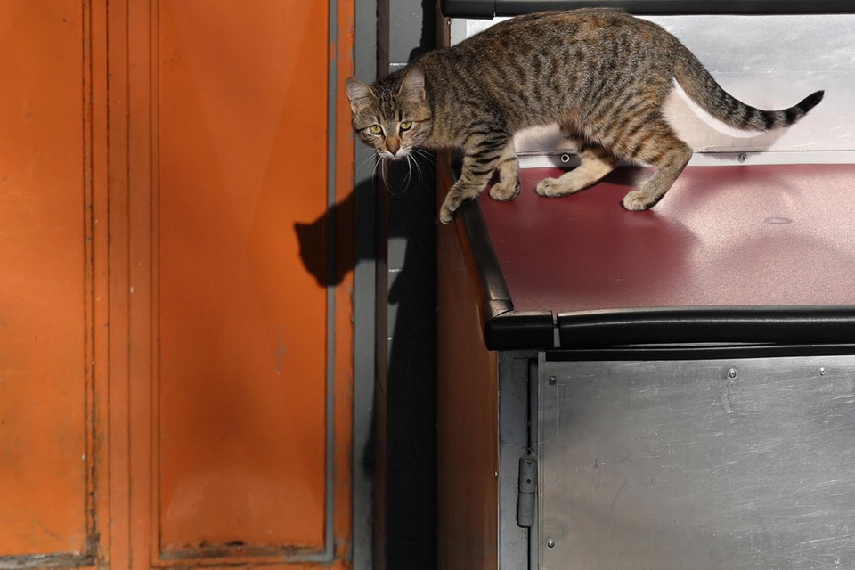 Picture 10 of Istanbul: The city of cats divided the banks of Europe - Asia