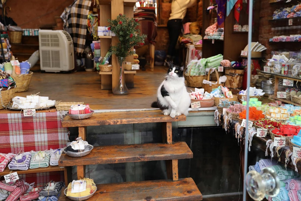 Picture 2 of Istanbul: The city of cats divided the banks of Europe - Asia