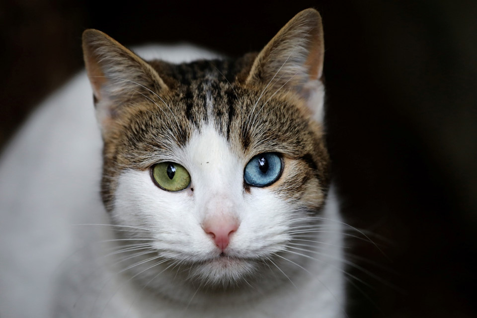 Picture 3 of Istanbul: The city of cats divided the banks of Europe - Asia