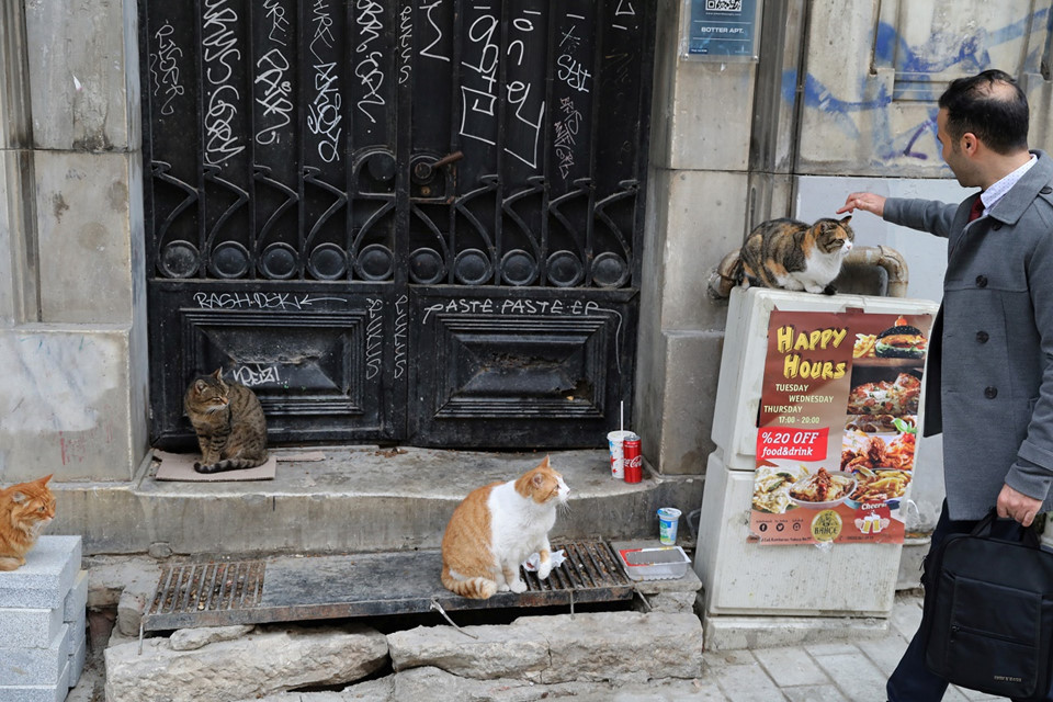 Picture 4 of Istanbul: The city of cats divided the banks of Europe - Asia