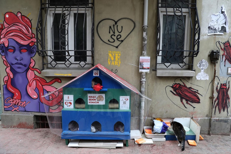 Picture 5 of Istanbul: The city of cats divided the banks of Europe - Asia