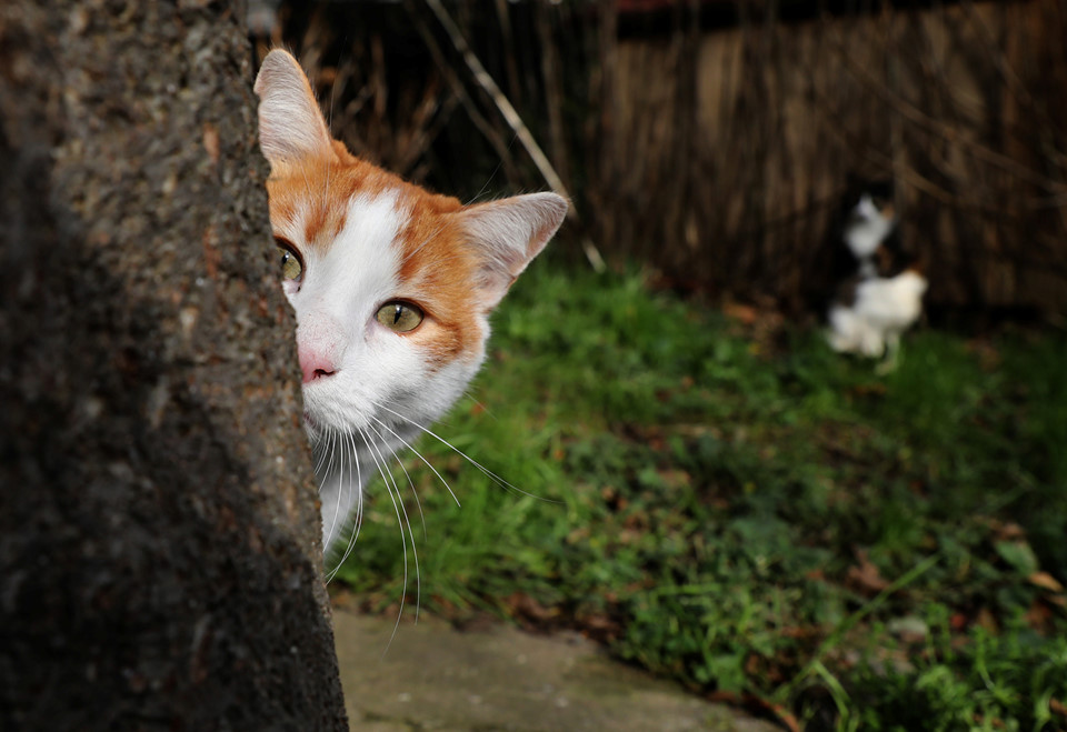 Picture 6 of Istanbul: The city of cats divided the banks of Europe - Asia