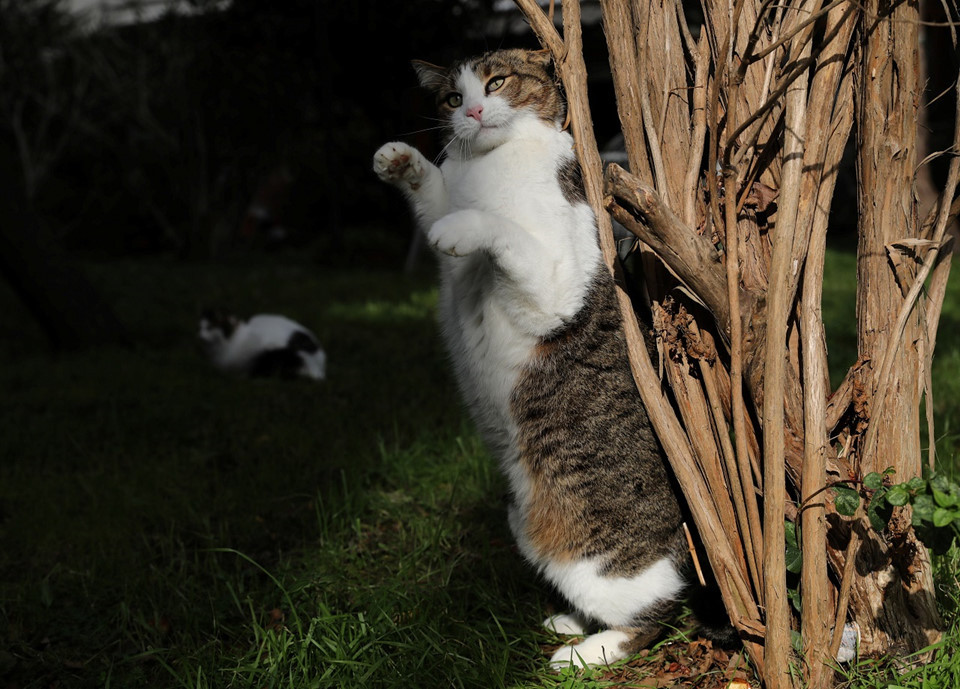 Picture 9 of Istanbul: The city of cats divided the banks of Europe - Asia