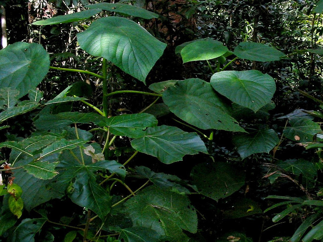 Picture 1 of It is better to die than to suffer terrible pain for this plant