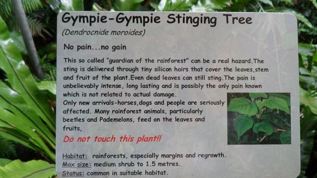Picture 2 of It is better to die than to suffer terrible pain for this plant