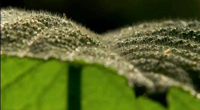 Picture 3 of It is better to die than to suffer terrible pain for this plant