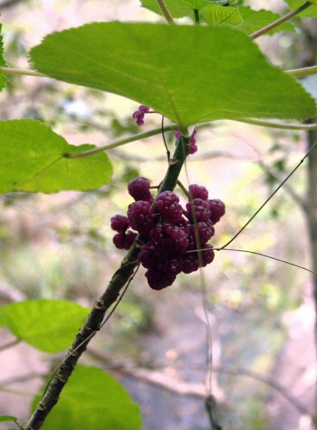 Picture 4 of It is better to die than to suffer terrible pain for this plant