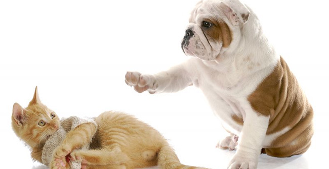 Picture 1 of 'It is difficult for cats to come to the house, dogs come to the house', why?