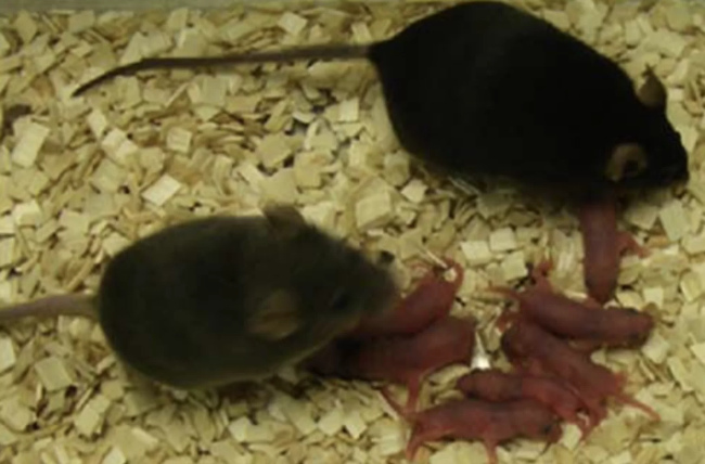 Picture 3 of It is possible to give birth without a mother's egg