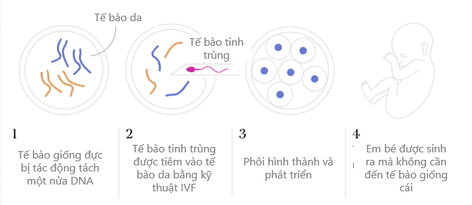 Picture 6 of It is possible to give birth without a mother's egg