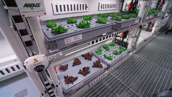 Picture 7 of It is possible to grow vegetables in Antarctica without soil and sunlight