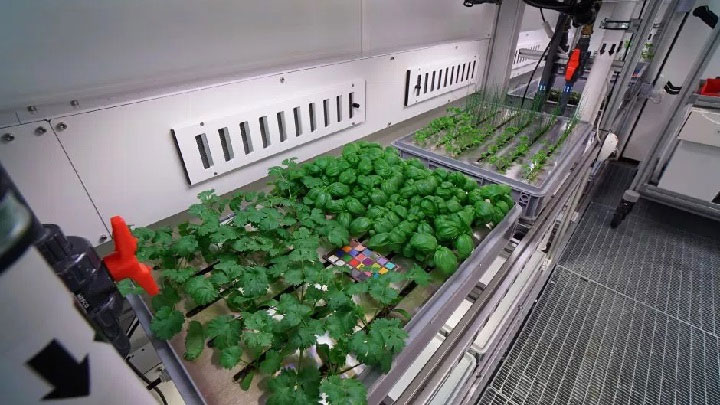 Picture 8 of It is possible to grow vegetables in Antarctica without soil and sunlight