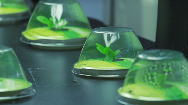 Picture 1 of It is possible to grow vegetables in the universe
