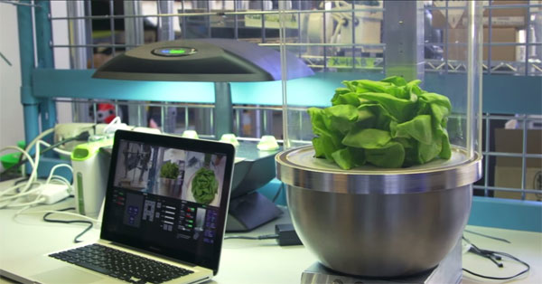 Picture 2 of It is possible to grow vegetables in the universe