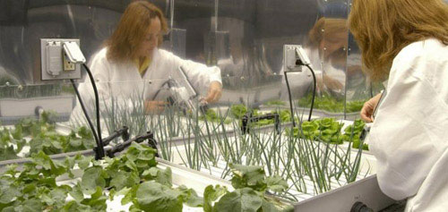 Picture 3 of It is possible to grow vegetables in the universe