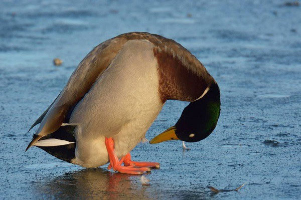 Picture 3 of It looks 'bewildered', but ducks have horrible actions that startle everyone!