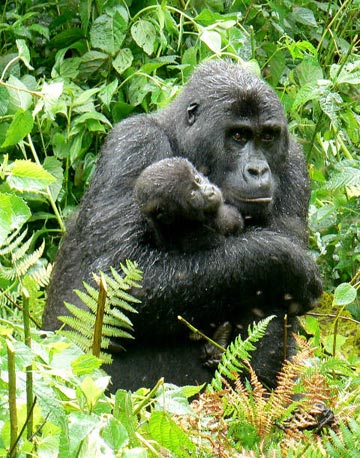 Picture 7 of It looks like gorillas in nature
