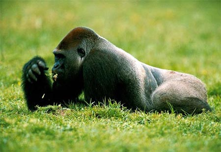Picture 8 of It looks like gorillas in nature