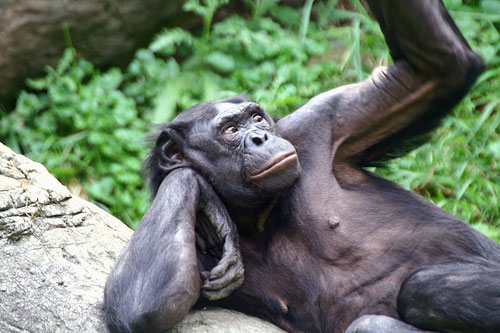 Picture 4 of It shocked the male animals