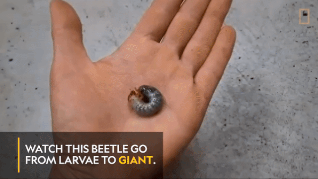 Picture 1 of It shows the whole process of transformation of a giant beetle