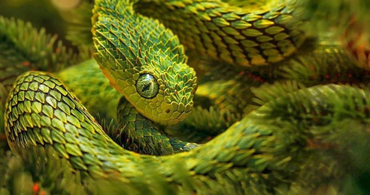 Picture 5 of It turned out that snakes in Taylor Swift's hit song