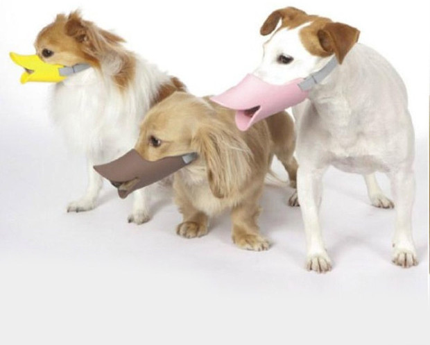 Picture 6 of It turned out that the law of catching puppy puppets when going to the street has appeared since ancient times