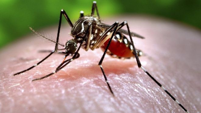 Picture 3 of It turns out that mosquitoes are also afraid when we do this