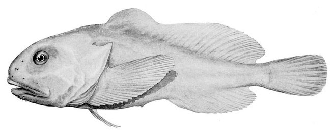 Picture 4 of It turns out that we've been cheated by the worst fish on the planet