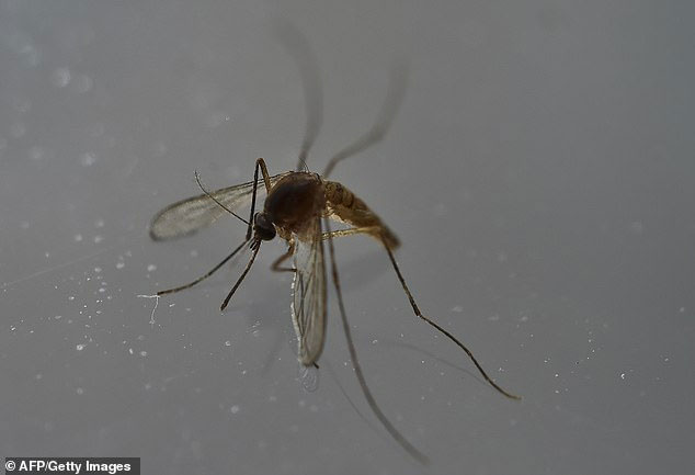 Picture 1 of It was the first time a case of sexually transmitted dengue was detected