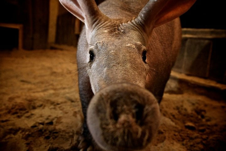 Picture 1 of It will take millions of years of evolution to offset the number of extinct creatures in the next 50 years