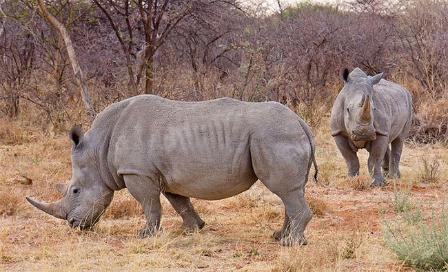 Picture 3 of It will take millions of years of evolution to offset the number of extinct creatures in the next 50 years