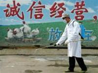 Picture 1 of Italy confiscated imported Chinese and Thai chickens under fake labels