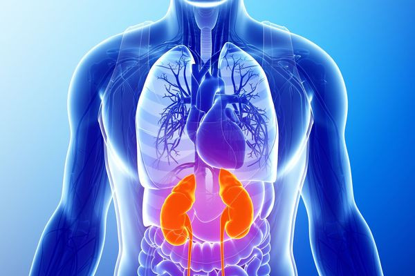 Picture 1 of Italy: Kidney transplants into the world's first spleen position