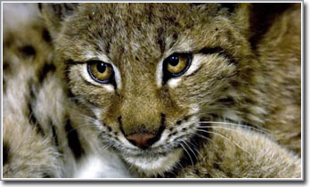 Picture 1 of Italy: Wild cats return to Alps after 100 years
