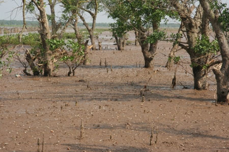 Picture 1 of IUCN, MFF funded the protection of mangrove forests in Nam Dinh