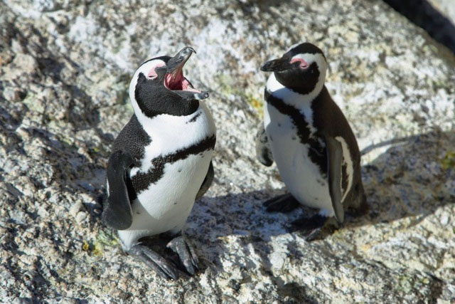 Picture 1 of Jackass penguins have the 'rules of language' that are ... human