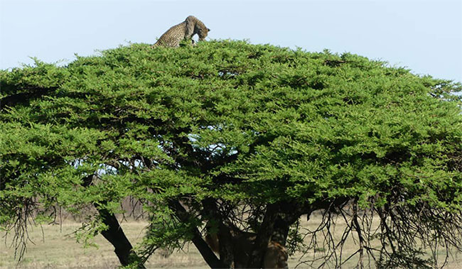 Picture 2 of Jaguar climbs up the tree to hide the lion