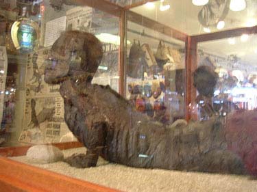 Picture 5 of Jake - Crocodile legend