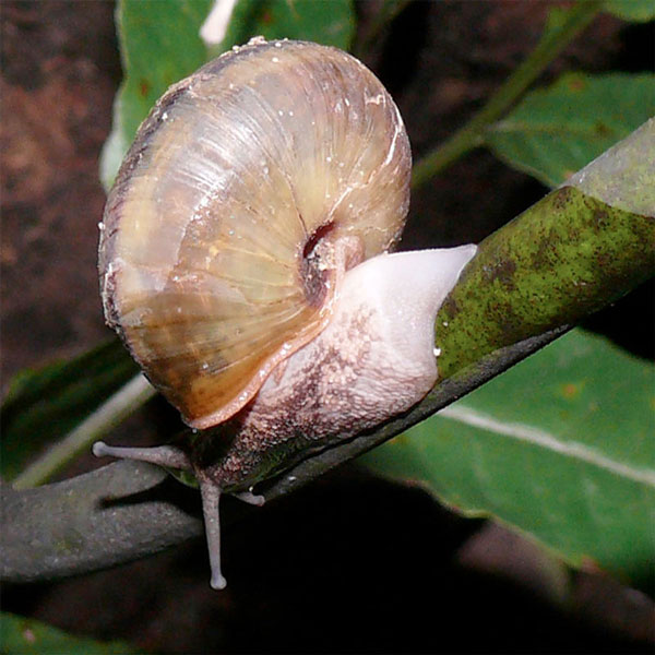Picture 1 of Japan announced new discoveries about strange snails