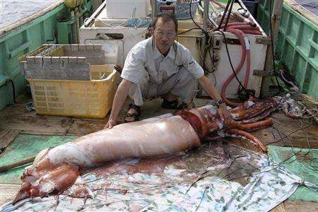 Picture 1 of Japan: Announcing the video about the giant squid