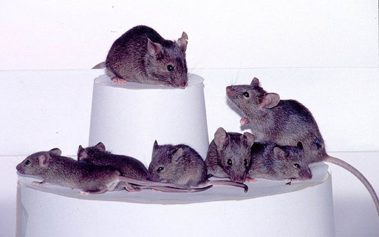 Picture 1 of Japan: Duplicate a mouse for nearly 600 children